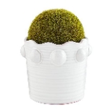 Mud Pie Beaded Faux Moss Pot, Small