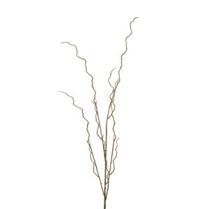 Curly Willow Branch - 51 Inch